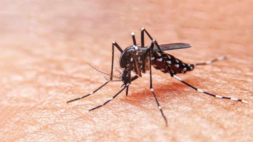 dengue