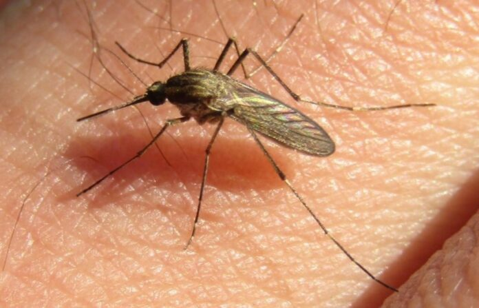 mosquitos