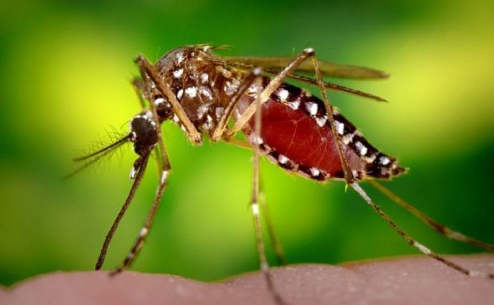 mosquitos