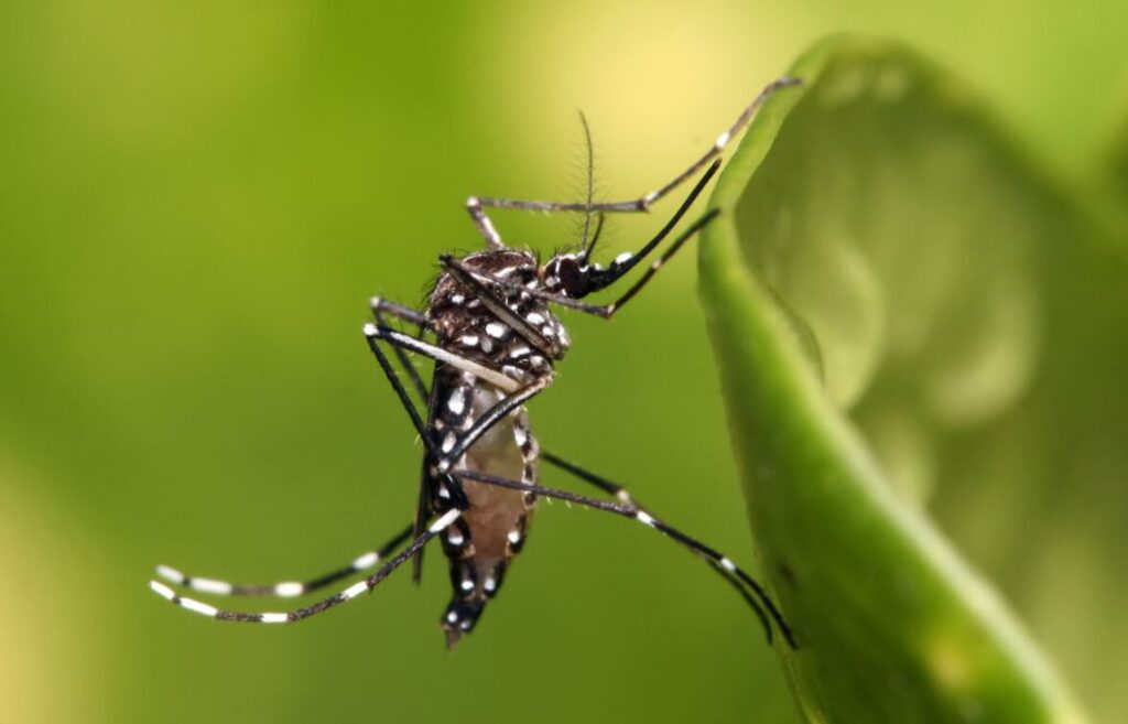 mosquitos