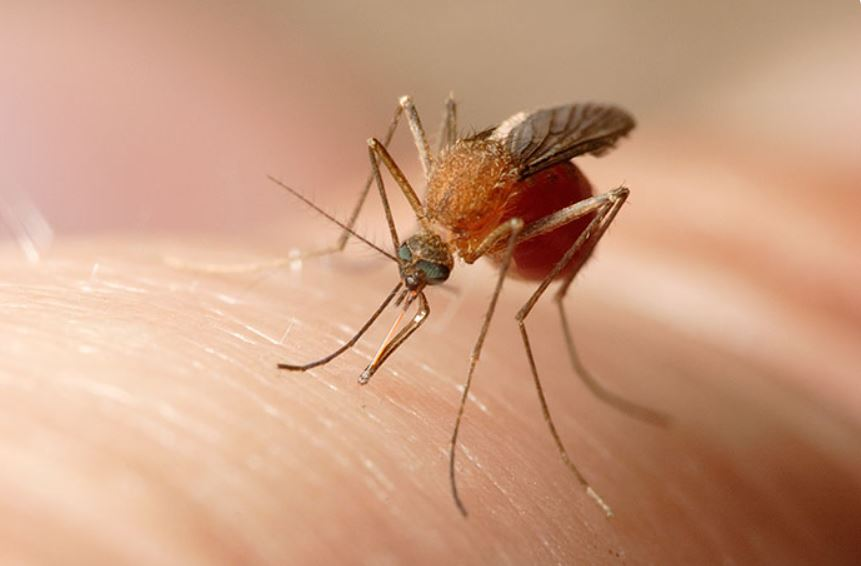 mosquitos
