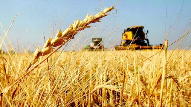 Argentina comenzará a exportar trigo a China por primera vez