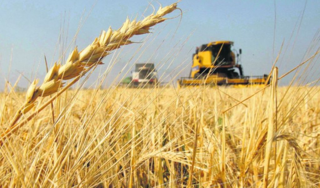 Gobierno prorrogó embarques de trigo para "prevenir y evitar" el desabastecimiento en el mercado interno