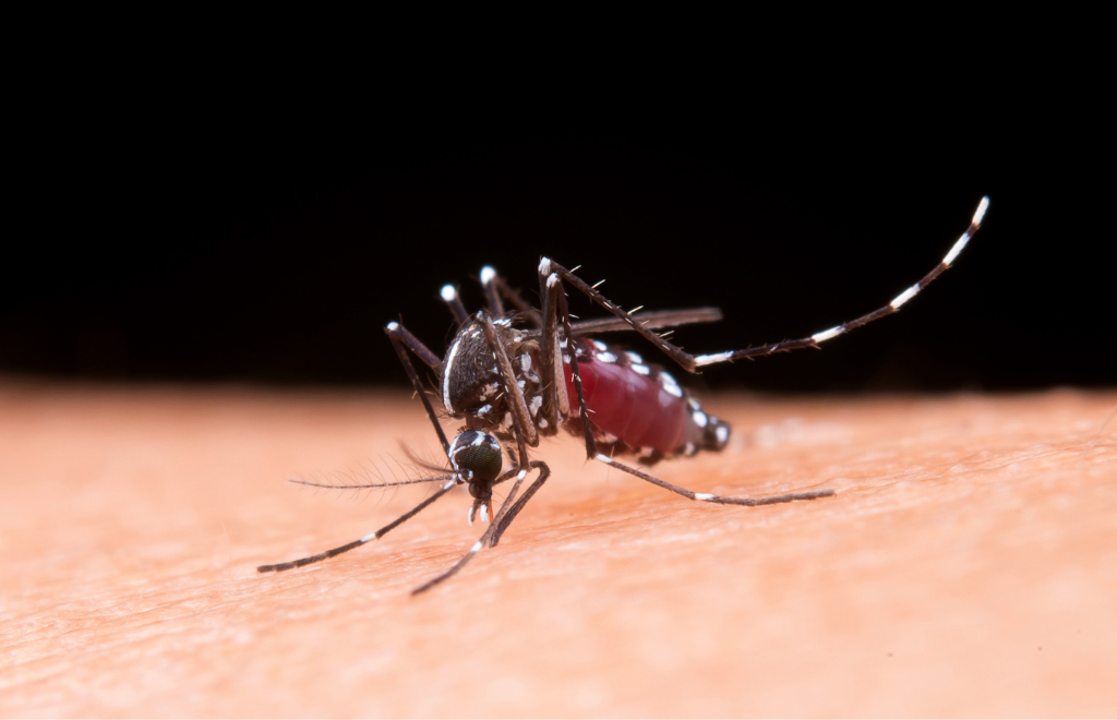 Suman tres las muertes por dengue en Corrientes en esta temporada