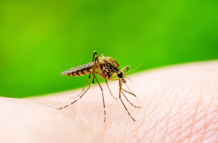 Rosario: confirman casos autóctonos de dengue y chikungunya 