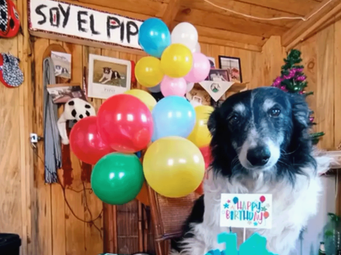 Viral: un hombre festejó en San Valentín los 14 años de su perro y conmovió a todos | Diario El Norte, San Nicolás.