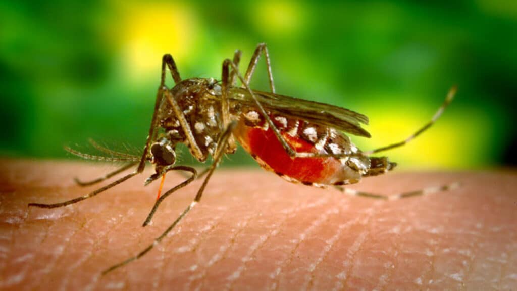 Se confirmó esta semana otro caso positivo de dengue en San Nicolás