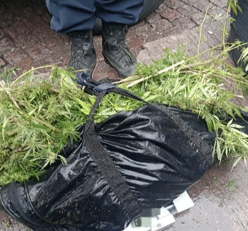 De no creer: circulaba en bicicleta por barrio Mitre con 15 kilos de planta de marihuana encima