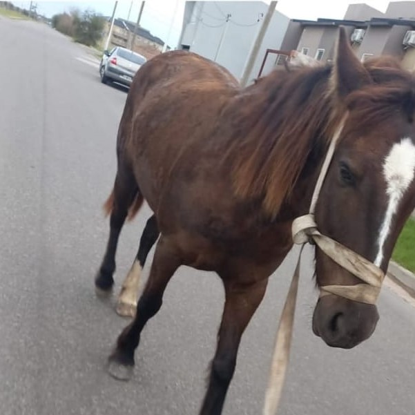 caballo