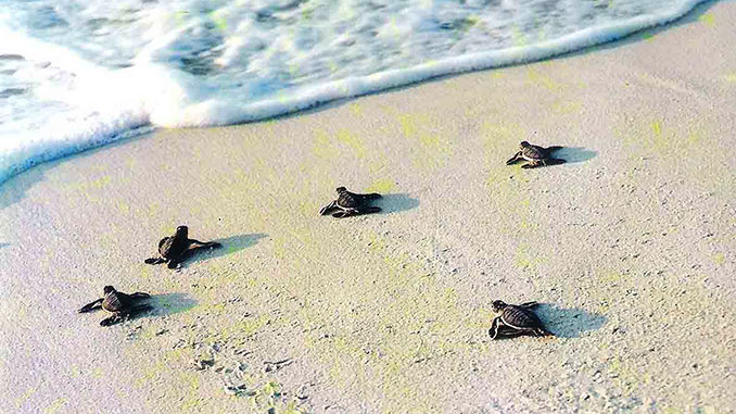 En Malasia, las temperaturas más cálidas afectan a las tortugas