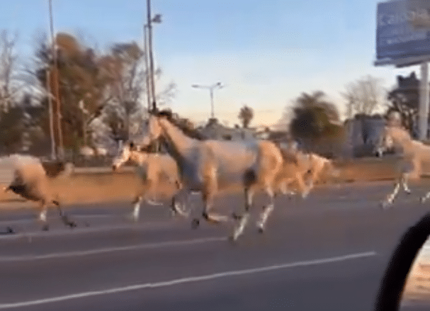 ¿De dónde escaparon los caballos de la Panamericana?