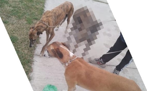 galgos