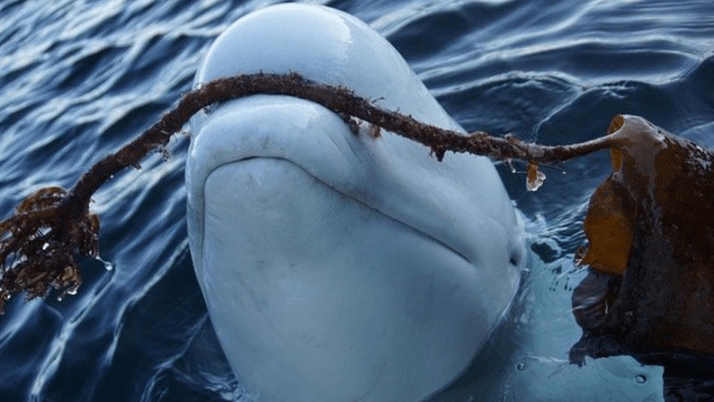 La beluga 'espía rusa' Hvaldimir fue asesinada deliberadamente